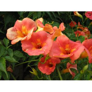 มธุลดา / รุ่งอรุณ (Chinese / Red Trumpet Vine) / มธุรดา