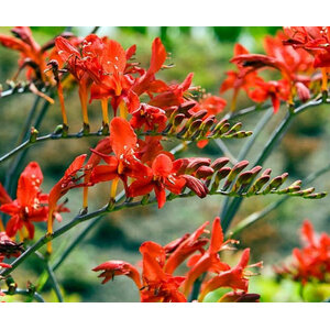 โครคอสเมียร์ / ไอริชสีส้ม (Crocosmia)
