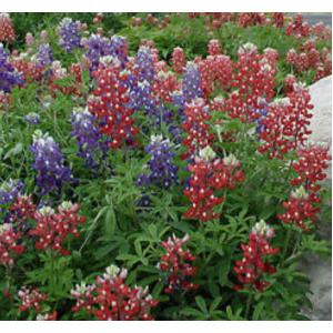 บลูบอนเน็ท / เท็กซัส บลูบอนเน็ท (Bluebonnet / Texas bluebonnet)