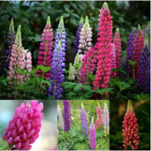 ลูพิน (Lupin / Lupine)