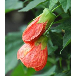 ชบาโคม / ชบาโคมญี่ปุ่น (Flowering Maple)