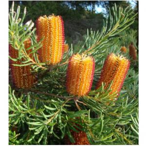 แบงเซีย / แบงค์เซีย (Banksia)