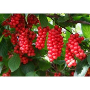 ชิแซนดร้า เบอรี่ (Schisandra berry)