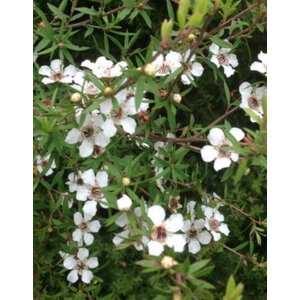มานูก้า (Manuka) / ทีทรี (Tea Tree) / มานูกะ