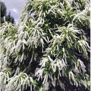 บักกิ้งแฮม หรือไอวอรี่ เคิร์ล (Buckingham / Ivory Curl)