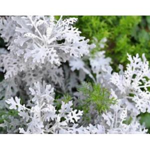 ละอองเงิน (Dusty Miller)