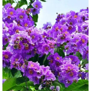 อินทนิล