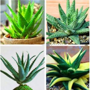 ว่านหางจระเข้ (Aloe Vera)