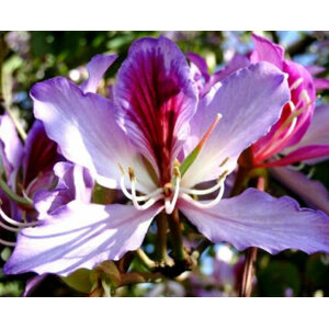 กล้วยไม้ฮ่องกง (Hong Kong Orchid Tree)