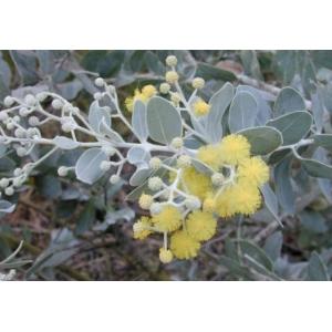 คำดารา (Silver Wattle)