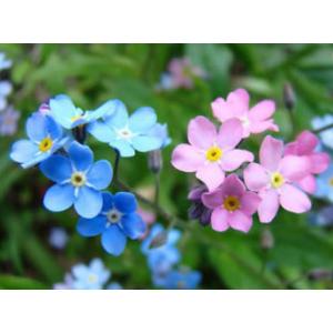 ฟอร์เก็ต มี น็อท (Forget Me Not)