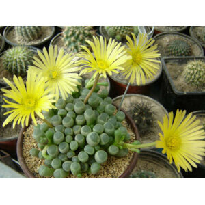 เฟเนสตราเรีย (Fenestraria) / ป็อกกี้
