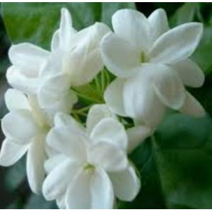 พรรณไม้หอม