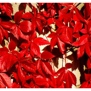 เวอร์จิเนีย ครีพเปอร์ (Virginia Creeper) / เถาคันแดง
