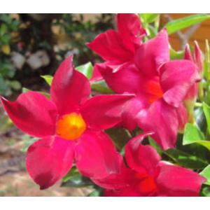 จันทร์ดารา