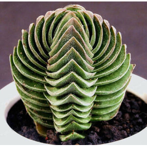 คราสซูล่า (Crassula) / ต้นดูดทรัพย์