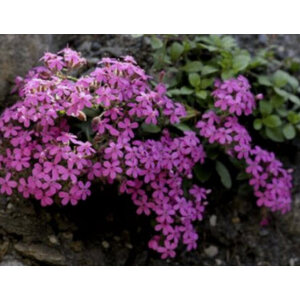 ร็อค โซปวอร์ท (Rock Soapwort / Saponaria Ocymoides)