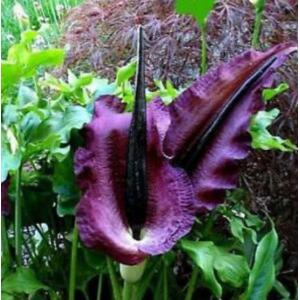 บุก Dragon Arum / Dracunculus vulgaris