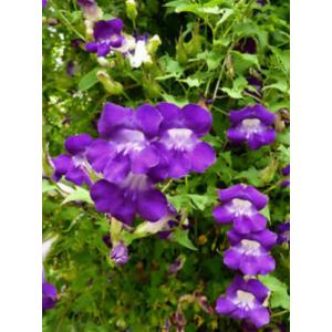 แก้วเจ้าจอม (Twining snapdragon, Asarina scandens)