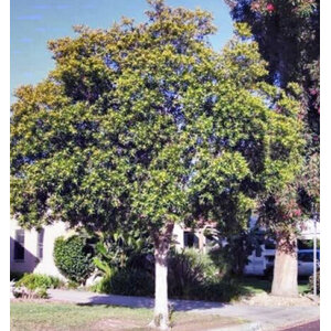 คานูก้า (Kanooka)