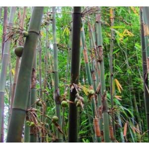 Pear Bamboo / Melocanna baccifera