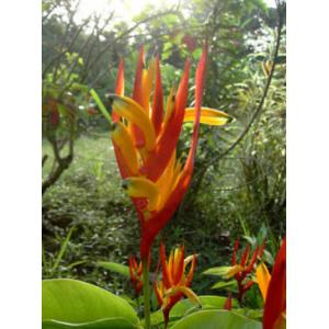 พุทธรักษาญี่ปุ่น (Parrot beak)