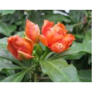 กุหลาบพุกาม (Wax rose)