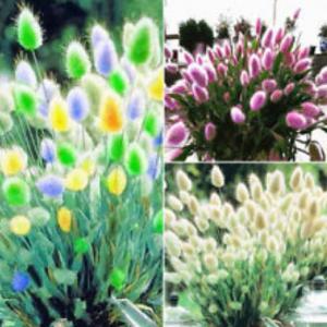 เมล็ดพันธุ์ หญ้า (Grass seeds) / ข้าว