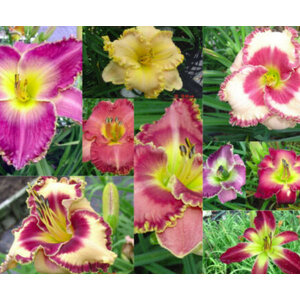 เดย์ลิลี่ (Daylily) / ดอกไม้จีน