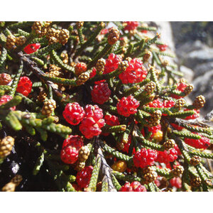 สนสตรอเบอรี่ (Strawberry Pine)