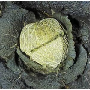 กะหล่ำปลีใบย่น (Savoy Cabbage)