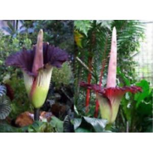 พันธุ์ไม้หายาก (Rare plants / flowers)