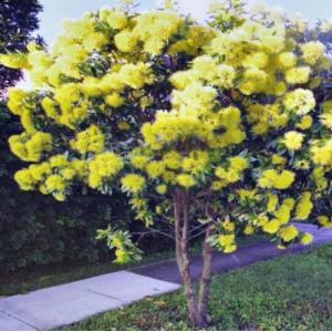 รักแรกพบ (Golden penda)