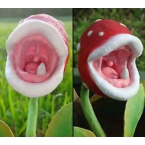 พืชกินสัตว์ / พืชกินแมลง (Carnivorous plant / Insect-catch plant)