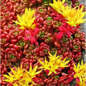 ซีดัม (Sedum) / ต้นรวงข้าว