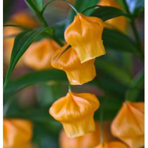 แซนเดอโซเนีย (Sandersonia)