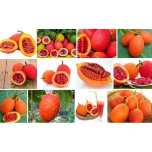 ฟักข้าว (Gac)