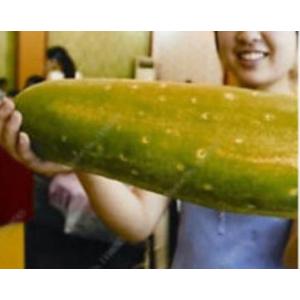 แตงกวา (Cucumber)