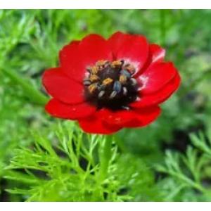 อโดนิส (Adonis) ***