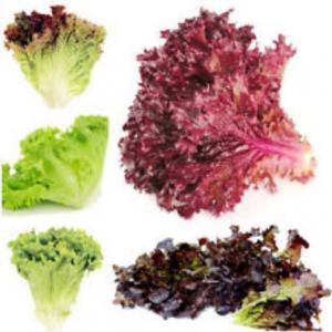 ผักสลัด (Salad Vegetables) / ผักงอก