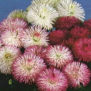 อิงลิช เดซี่ (English Daisy) / คอมม่อน เดซี่ (Common Daisy)