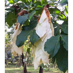 อโศกขาว / อโศกแดง