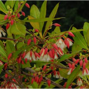 กระดิ่งนางฟ้า / ไคร้ย้อย