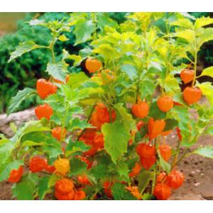 โทงเทงไทย / เคป กู๊สเบอรี่ / โทงเทงฝรั่ง (Cape Gooseberry) / ปุงปิง