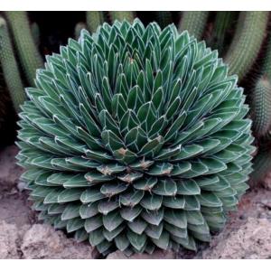 อะกาเว / อกาเว่ / อากาเว่ (Agave)