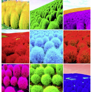 หญ้ากอเชีย (Bassia Scoparia / Kochia) / เบิร์นนิ่ง บุช (Burning Bush) / พุ่มไม้เพลิง