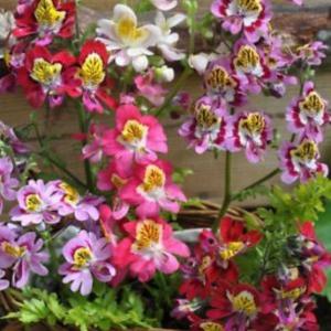 ปีกนางฟ้า ( Angel Wings / Schizanthus wisetonensis)