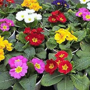 พริมูลา (Primula)