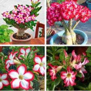 ชวนชม / กุหลาบทะเลทราย (Adenium / Desert rose)