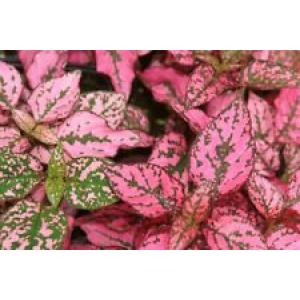 ละอองดาว / ไฮโพเอสเทส (Hypoestes)